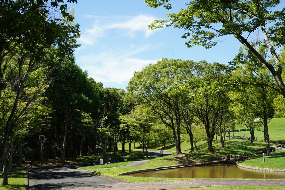 緑の木々と青い空の下にある小道と池のある公園の静かな景色。