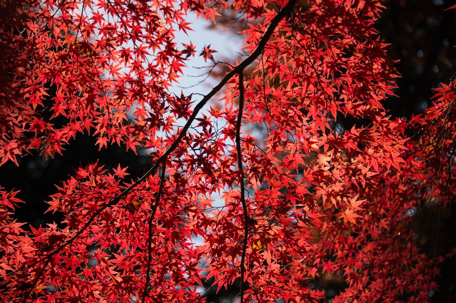 秋の紅葉露天風呂おすすめ温泉宿2026 見頃時期・絶景宿・予約のコツ・エリア別ガイドなど