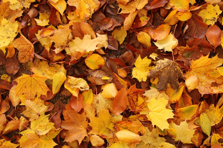 道後温泉の紅葉2026 見頃・松山城ライトアップ・石手寺・日帰り・アクセスなど