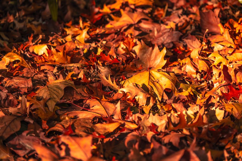 登別温泉の紅葉のイメージ