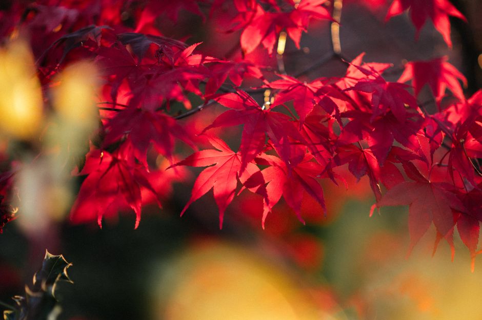 長瀞の紅葉と日帰り温泉のイメージ