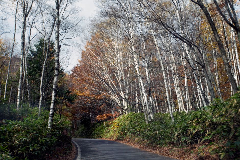 奥多摩の紅葉と日帰り温泉のイメージ